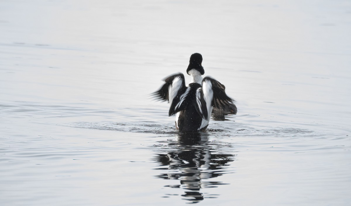עבראש ירוק - ML645600803