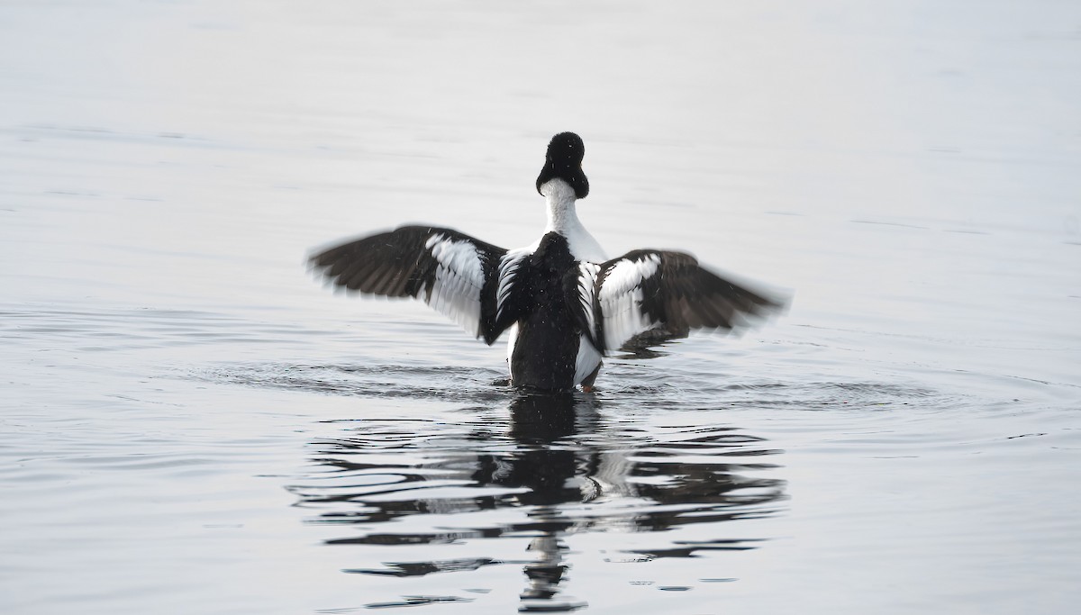 עבראש ירוק - ML645600806