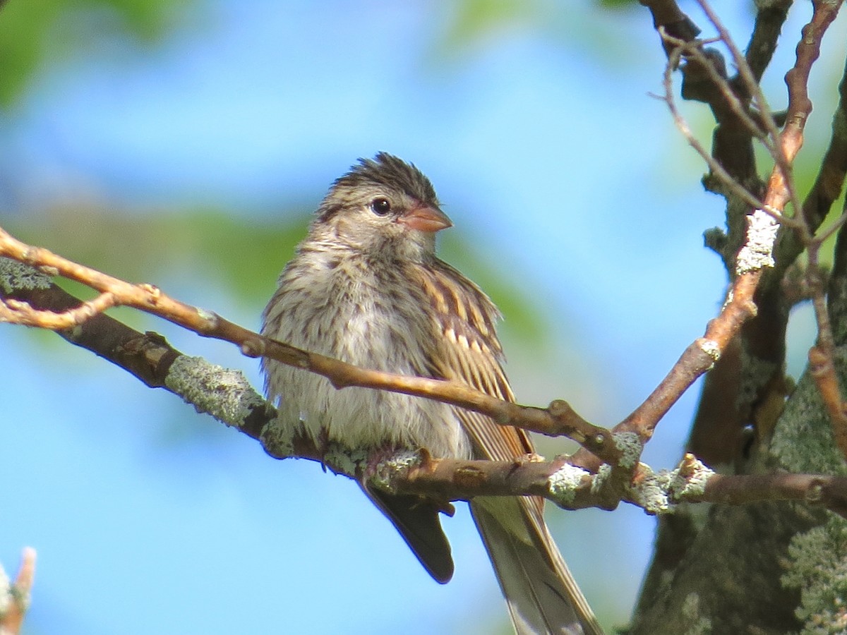 Chipping Sparrow - ML64560081