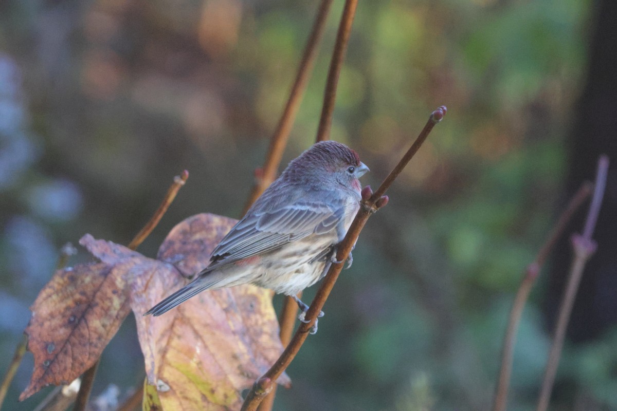 House Finch - ML645600811