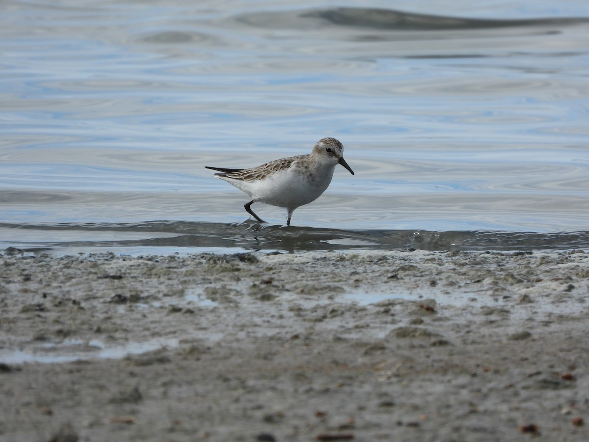 Одой элсэг - ML645600820