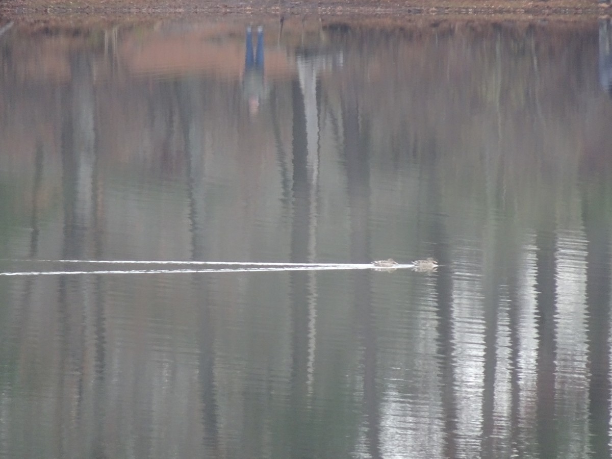 Northern Shoveler - ML645600840