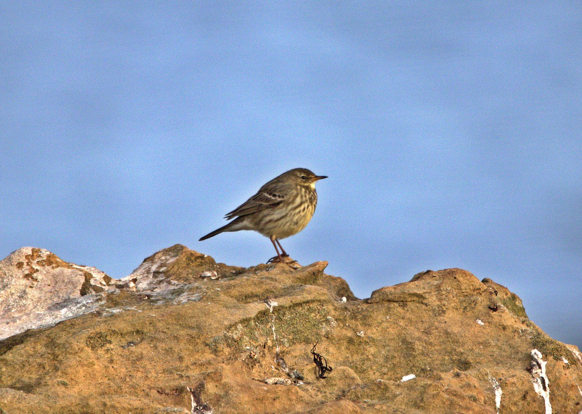 Rock Pipit - ML645600841