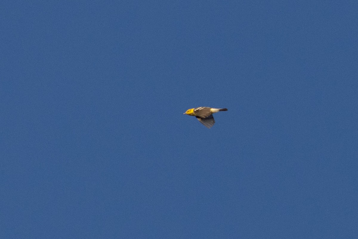 Black-throated Green Warbler - ML645600844