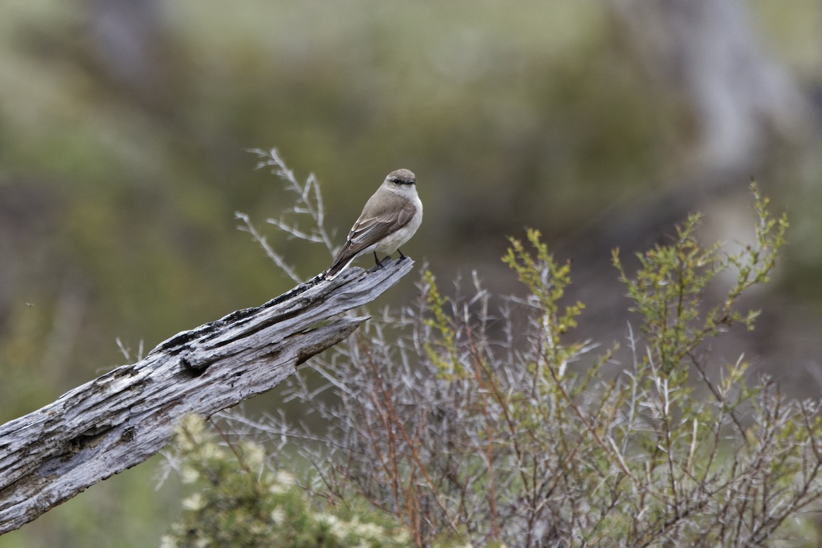 Miro enchanteur - ML645600847