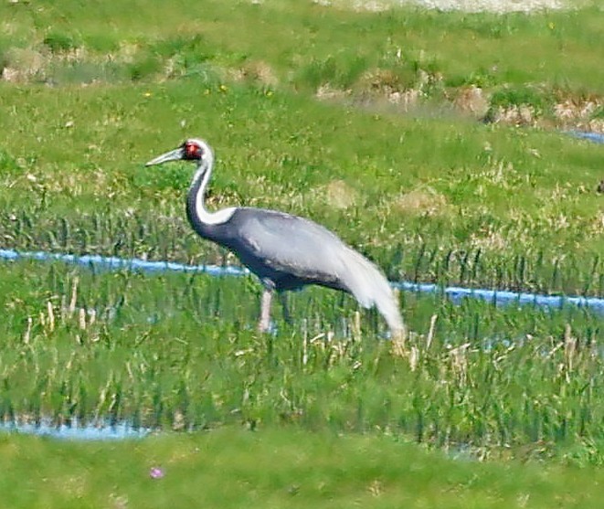 jeřáb červenolící - ML645600850