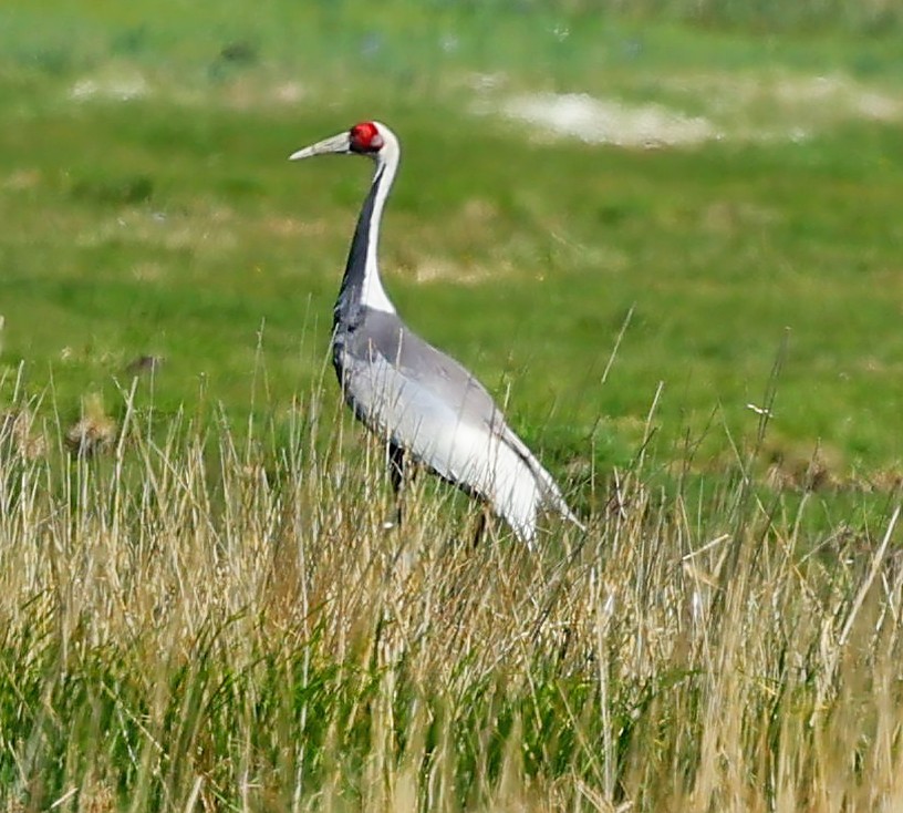 jeřáb červenolící - ML645600851