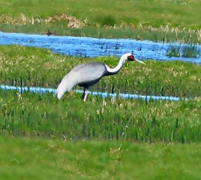 jeřáb červenolící - ML645600852