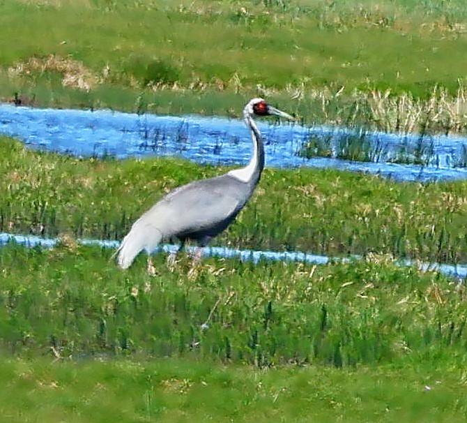 jeřáb červenolící - ML645600853