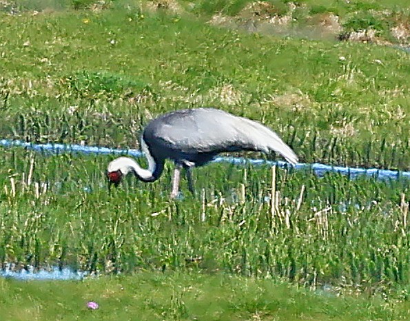 jeřáb červenolící - ML645600854