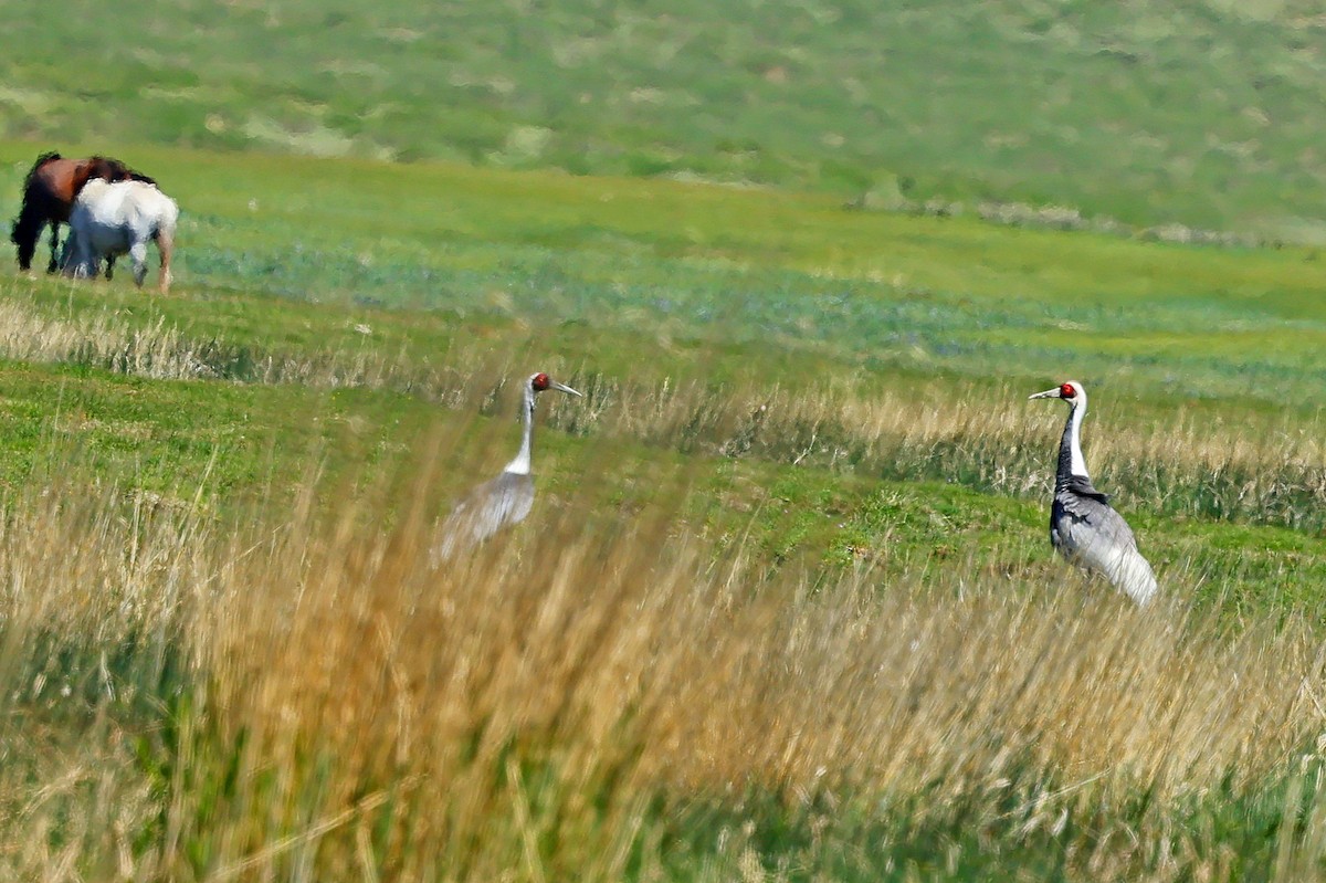jeřáb červenolící - ML645600855