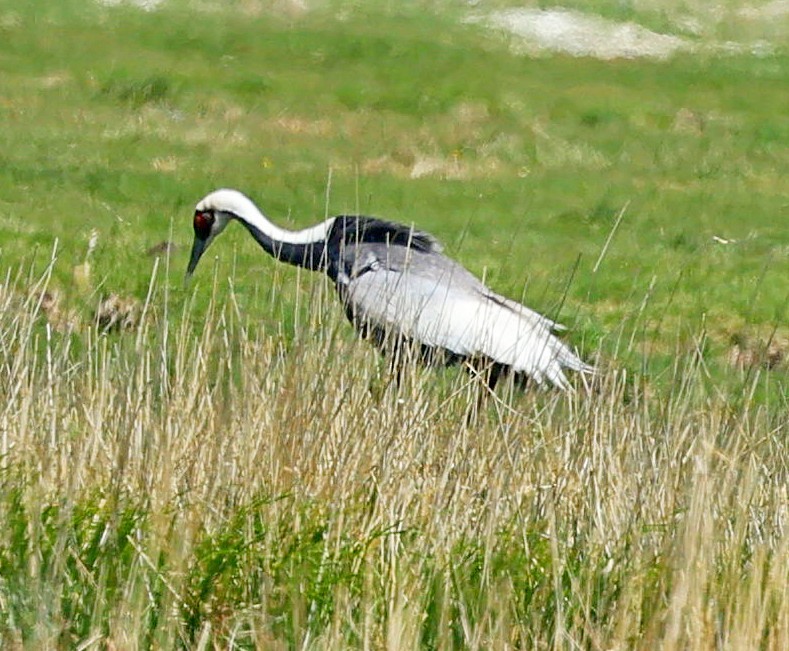 jeřáb červenolící - ML645600856