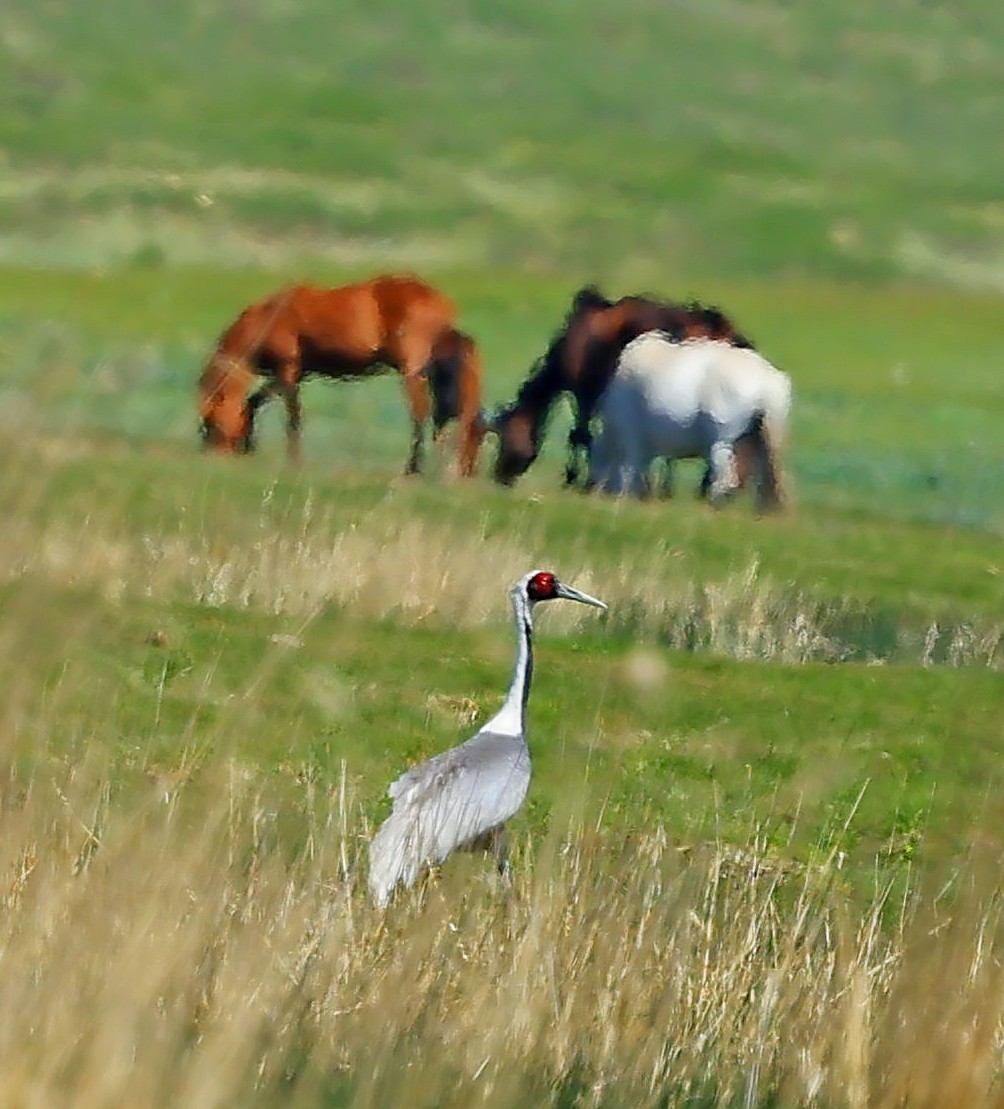 jeřáb červenolící - ML645600857