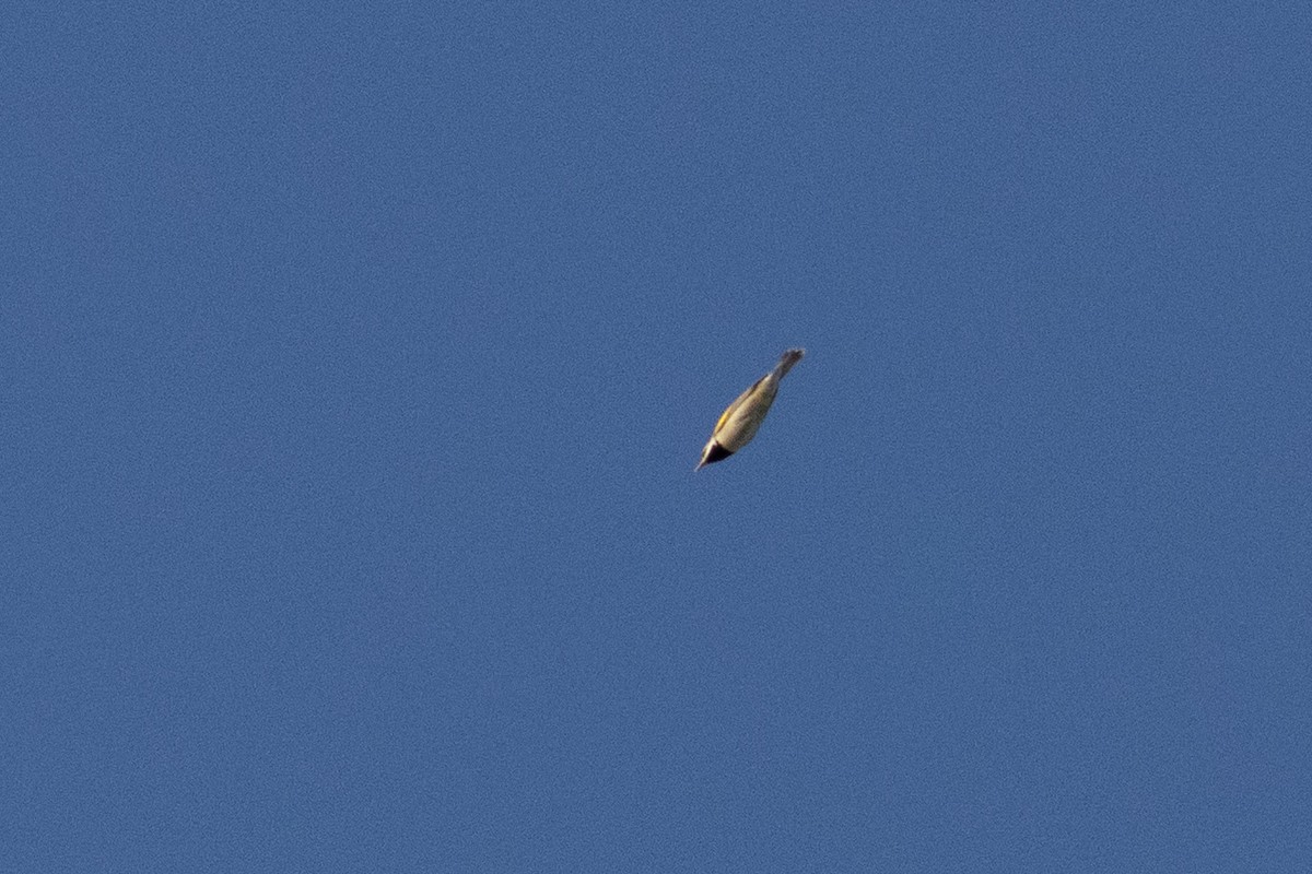 Golden-winged Warbler - ML645600858