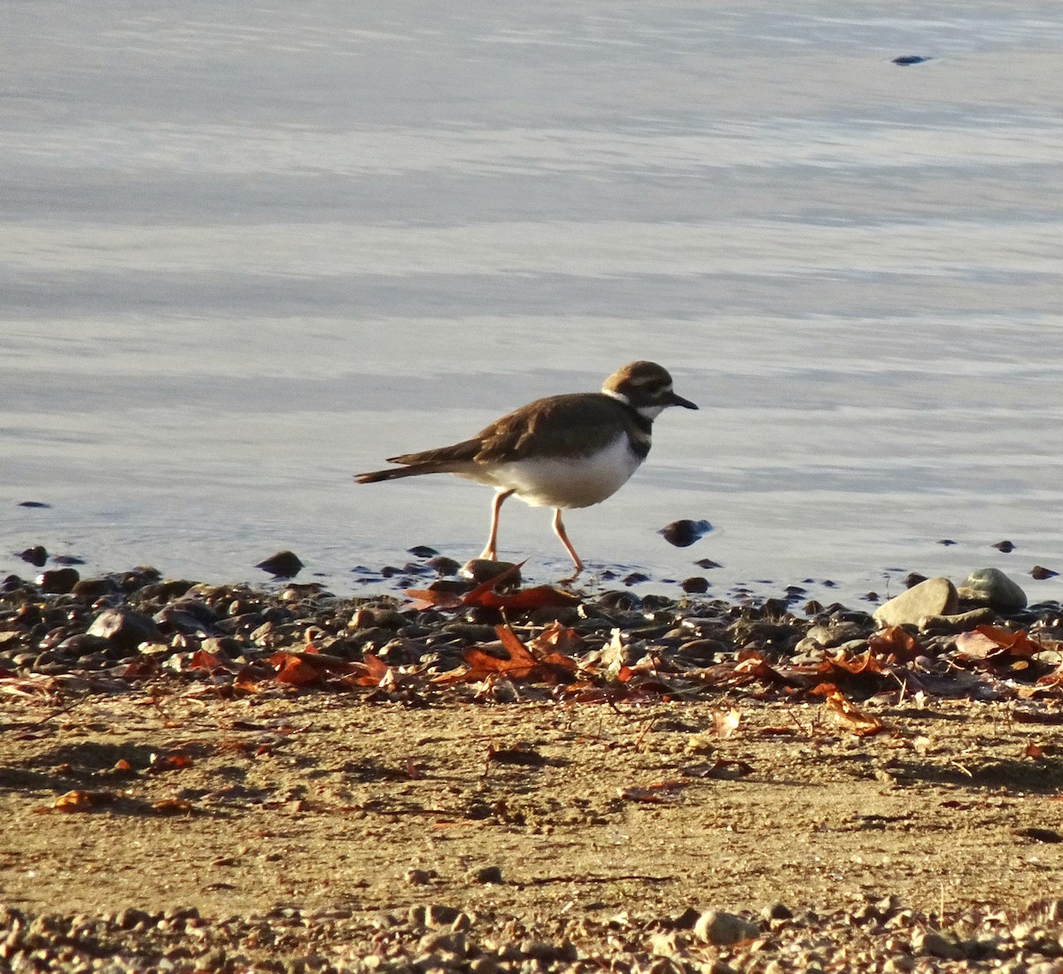 Killdeer - ML645600859