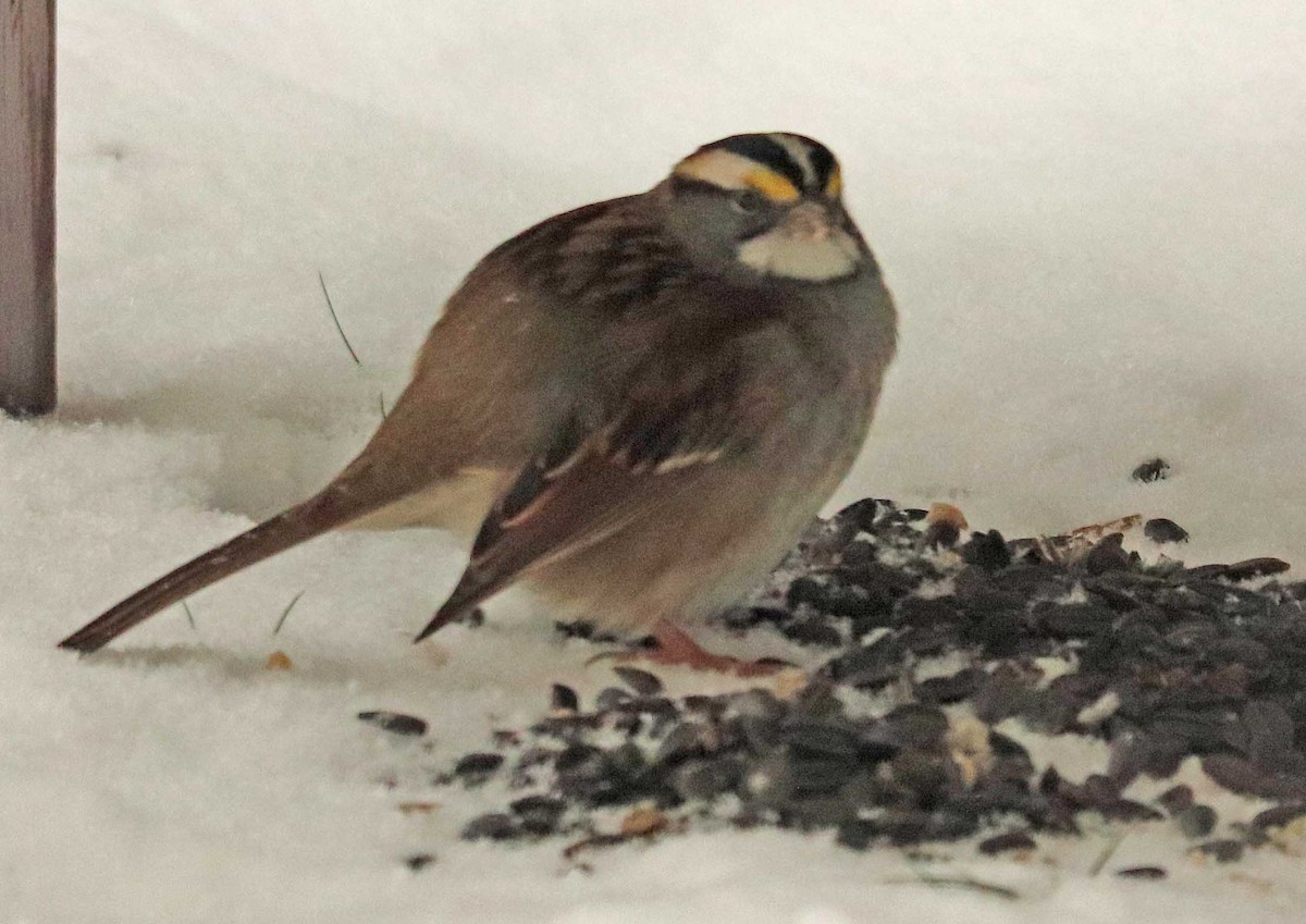 White-throated Sparrow - ML645600884