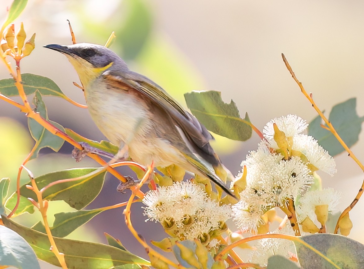 medosavka šedohlavá - ML645600888