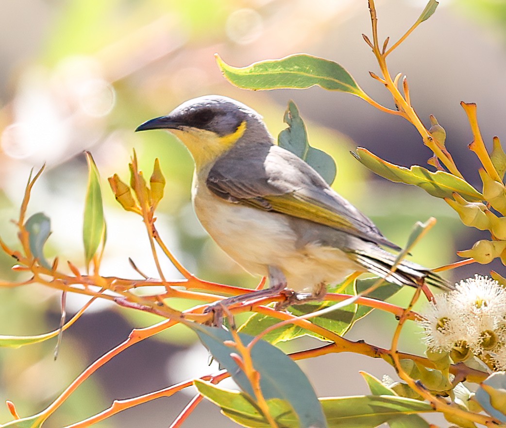 medosavka šedohlavá - ML645600889