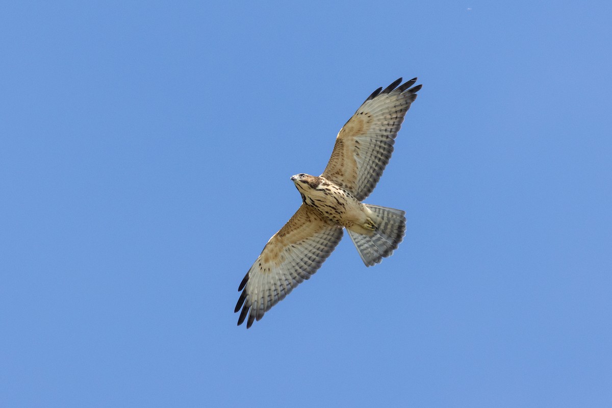 Ширококрылый канюк - ML645600892