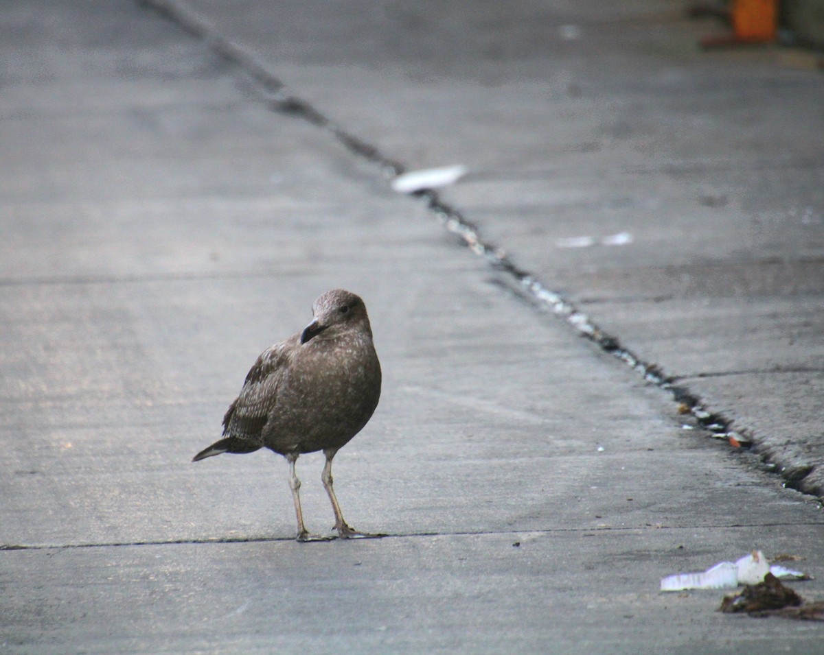 Американская чайка - ML645600918
