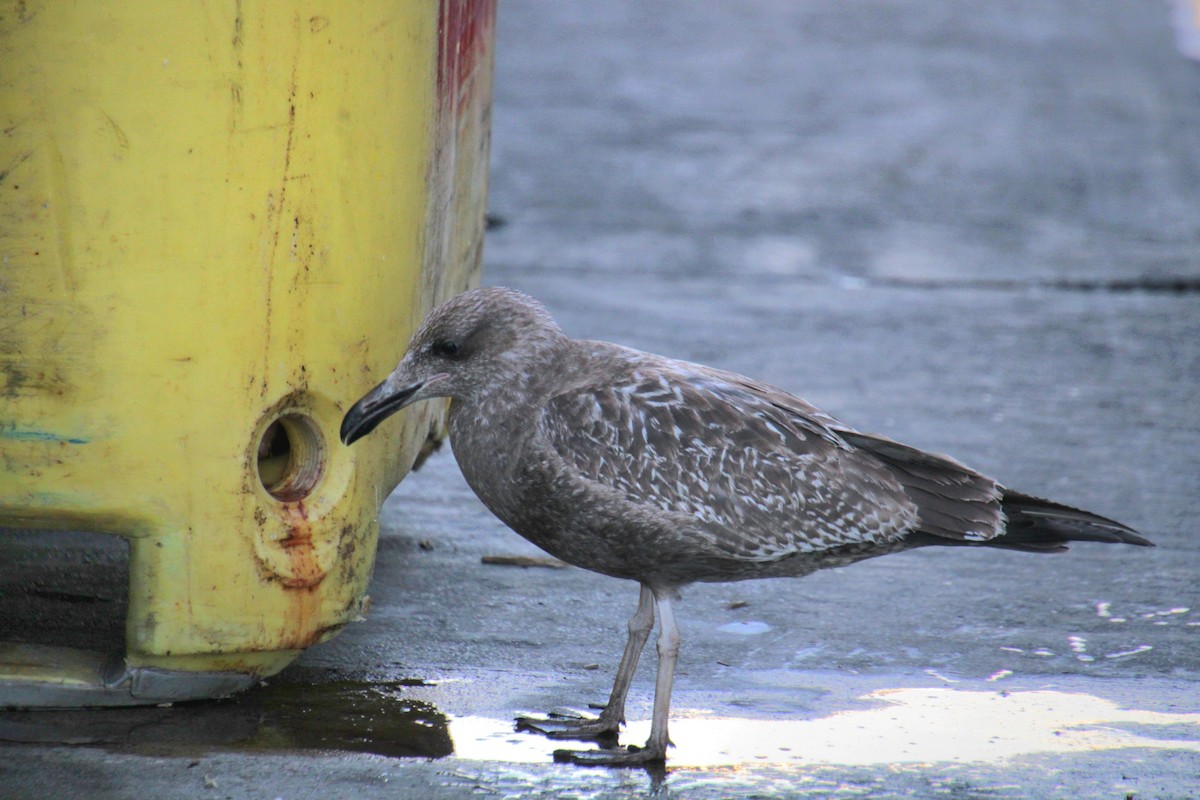 Американская чайка - ML645600920