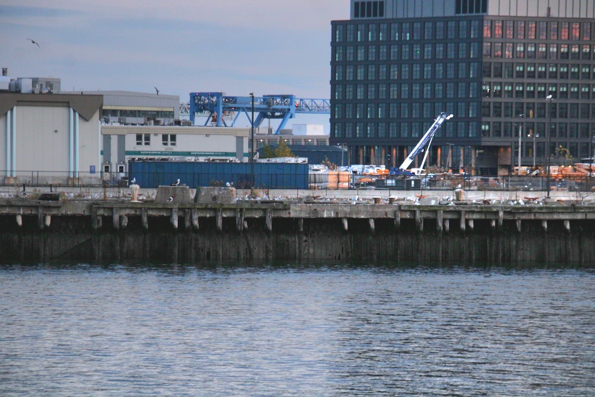 Американская чайка - ML645600921