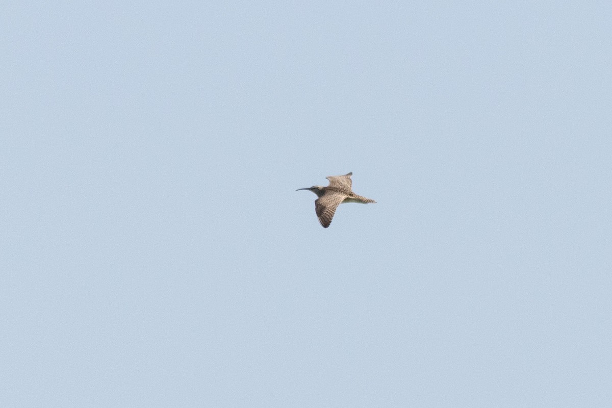 Hudsonian Whimbrel - ML645600922