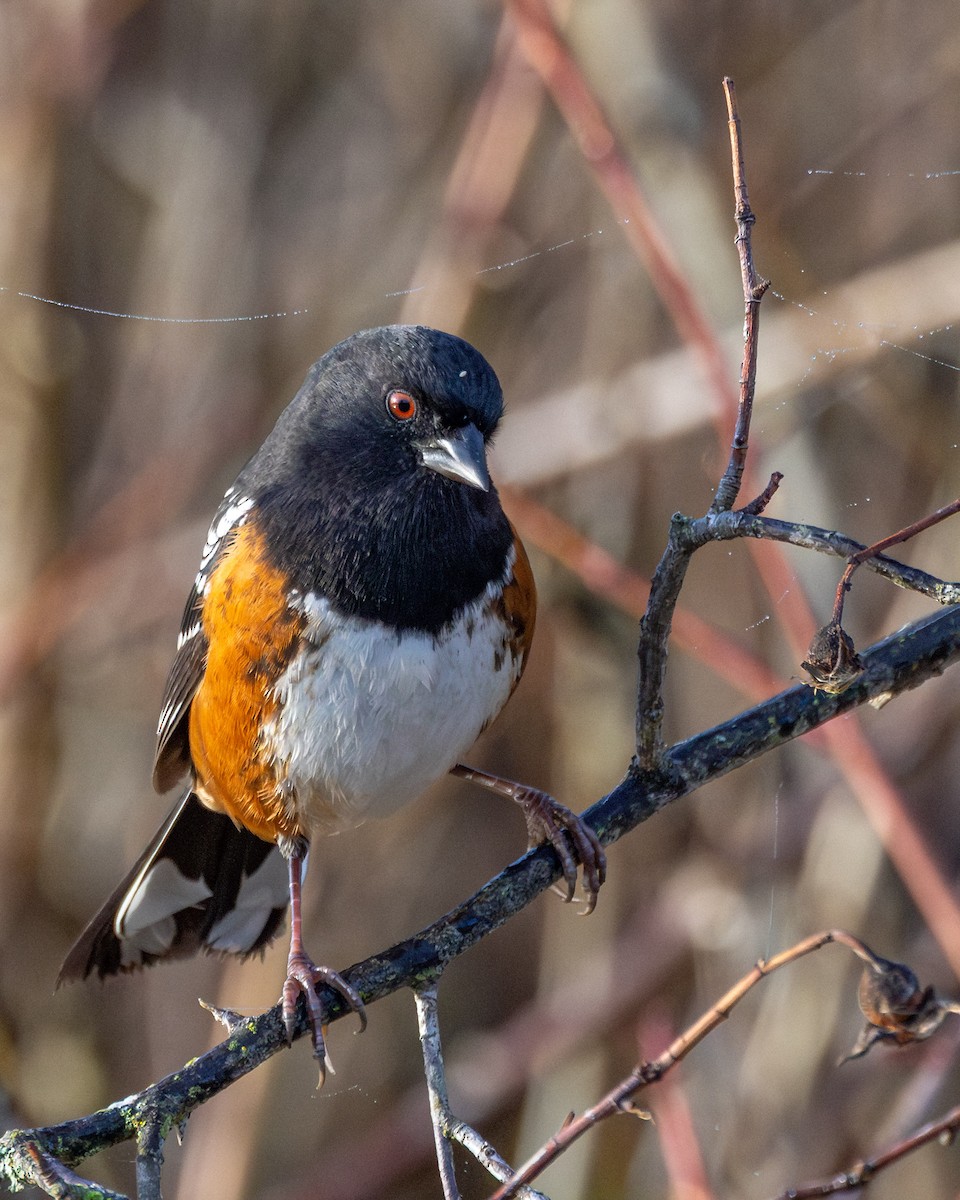 Пятнистый тохи - ML645600924