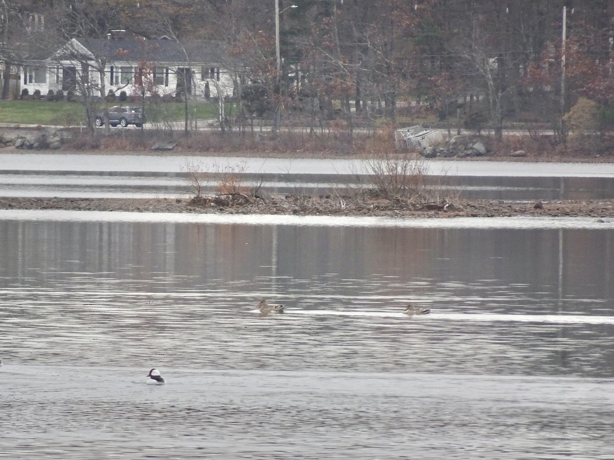 Northern Shoveler - ML645600925