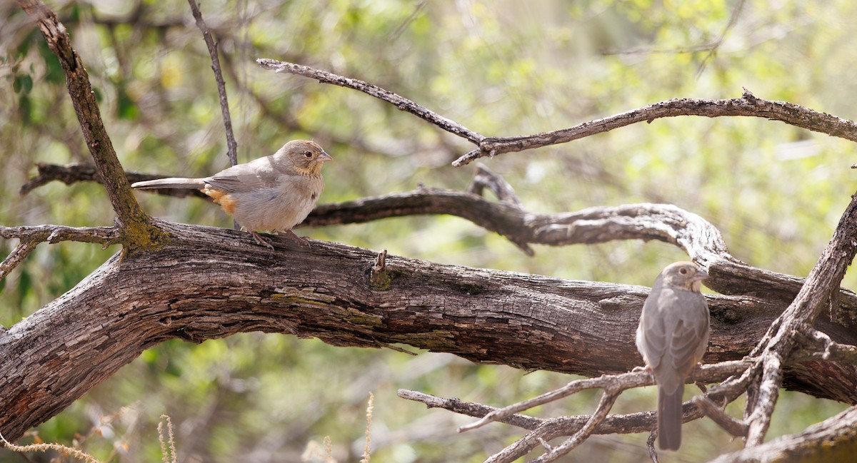 Бурый тохи - ML645600930