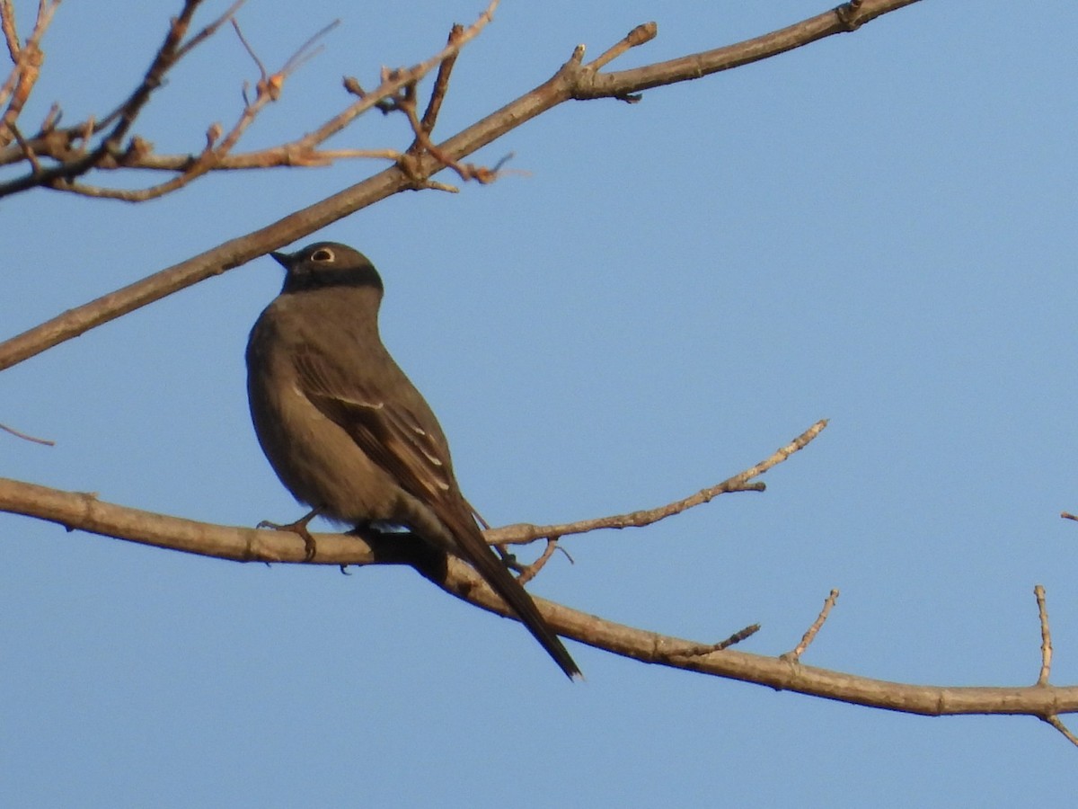 Townsend's Solitaire - ML645600931