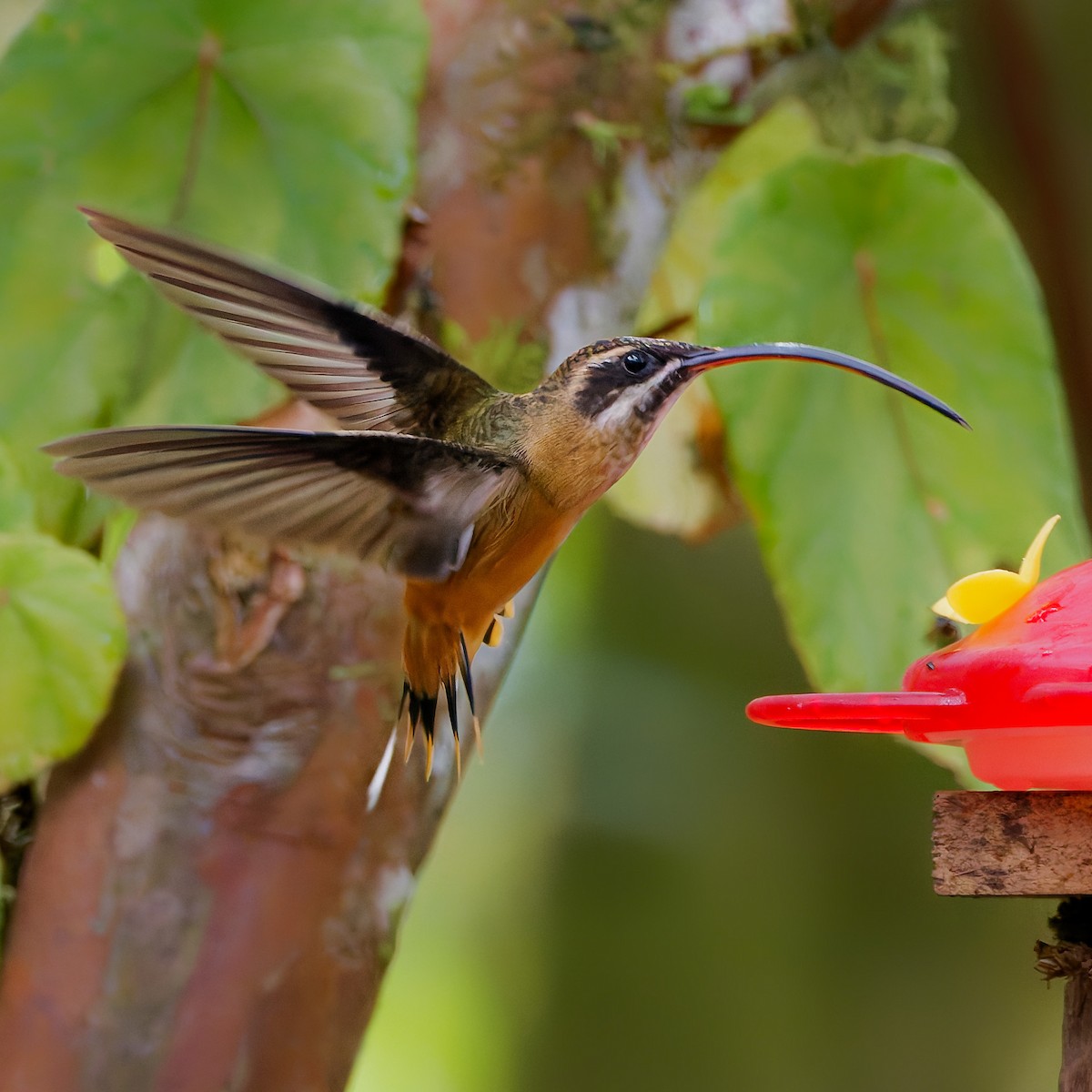 Ржавчатый колибри-отшельник - ML645600933