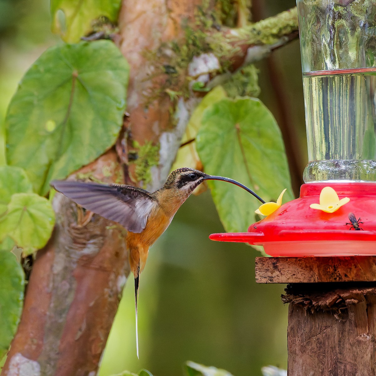 Ржавчатый колибри-отшельник - ML645600937