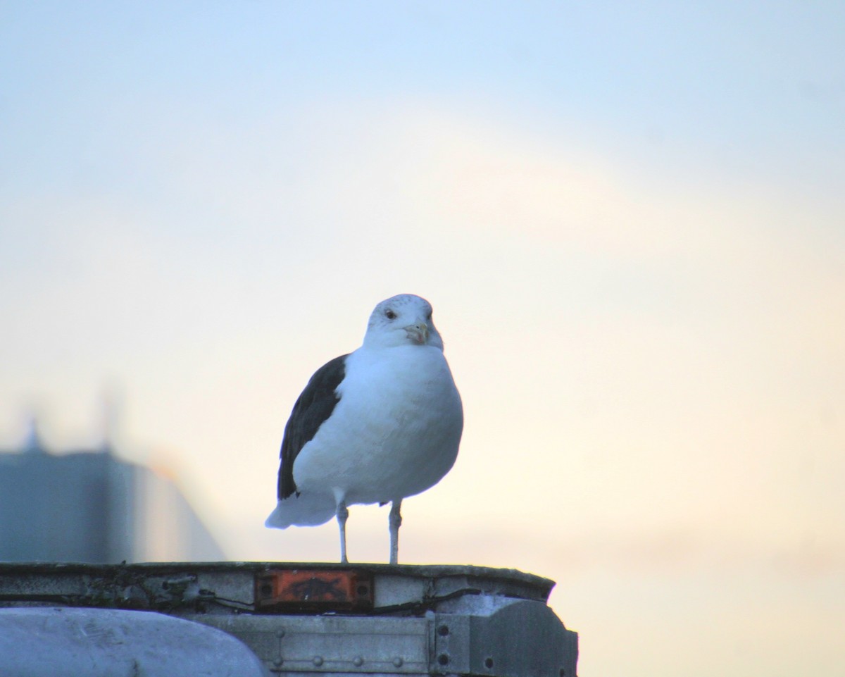 Морская чайка - ML645600940