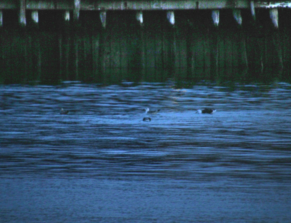 Морская чайка - ML645600942