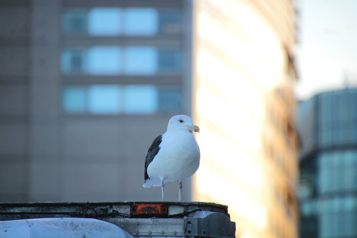 Морская чайка - ML645600943