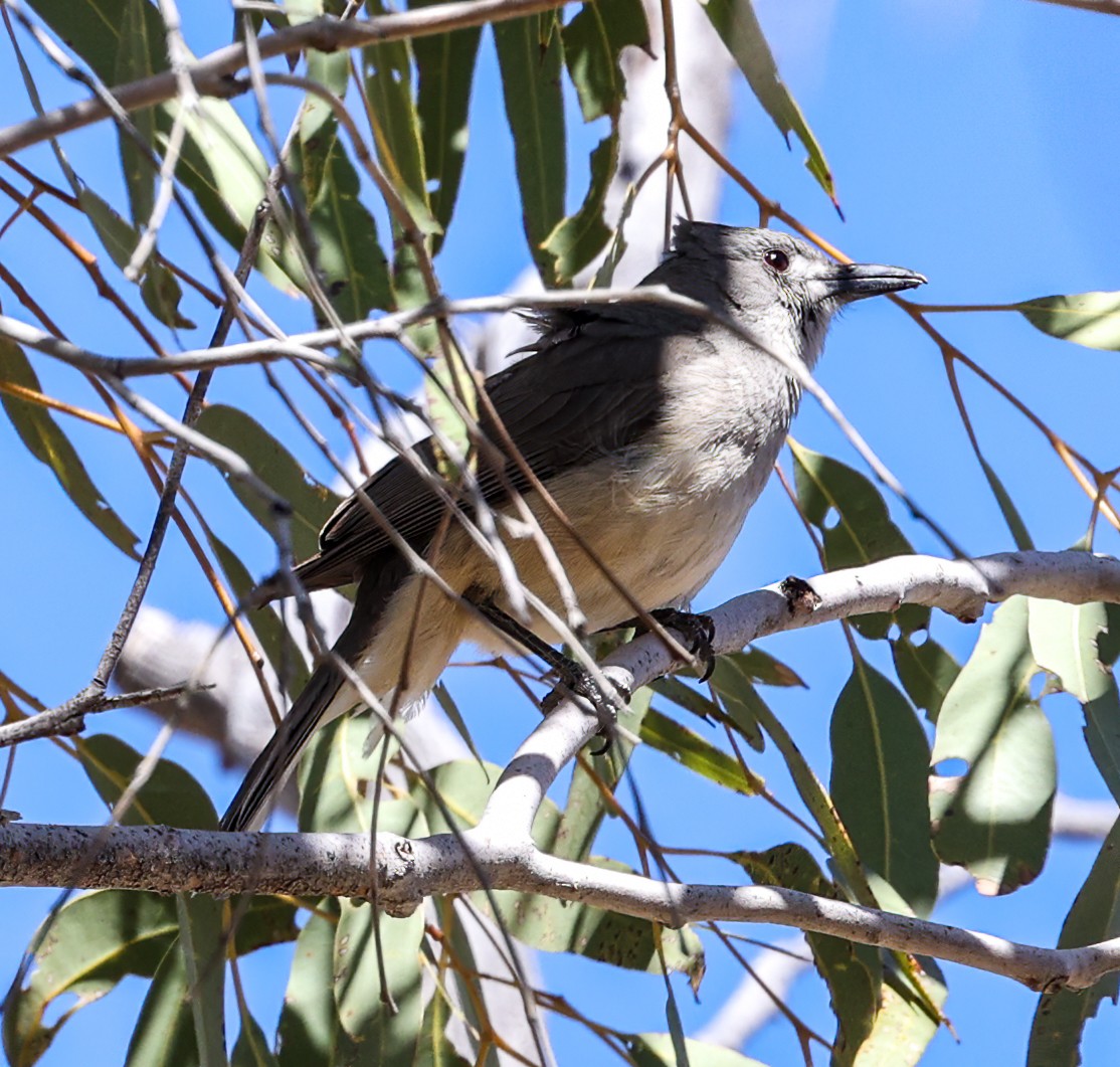 Серогрудый питуи - ML645600944