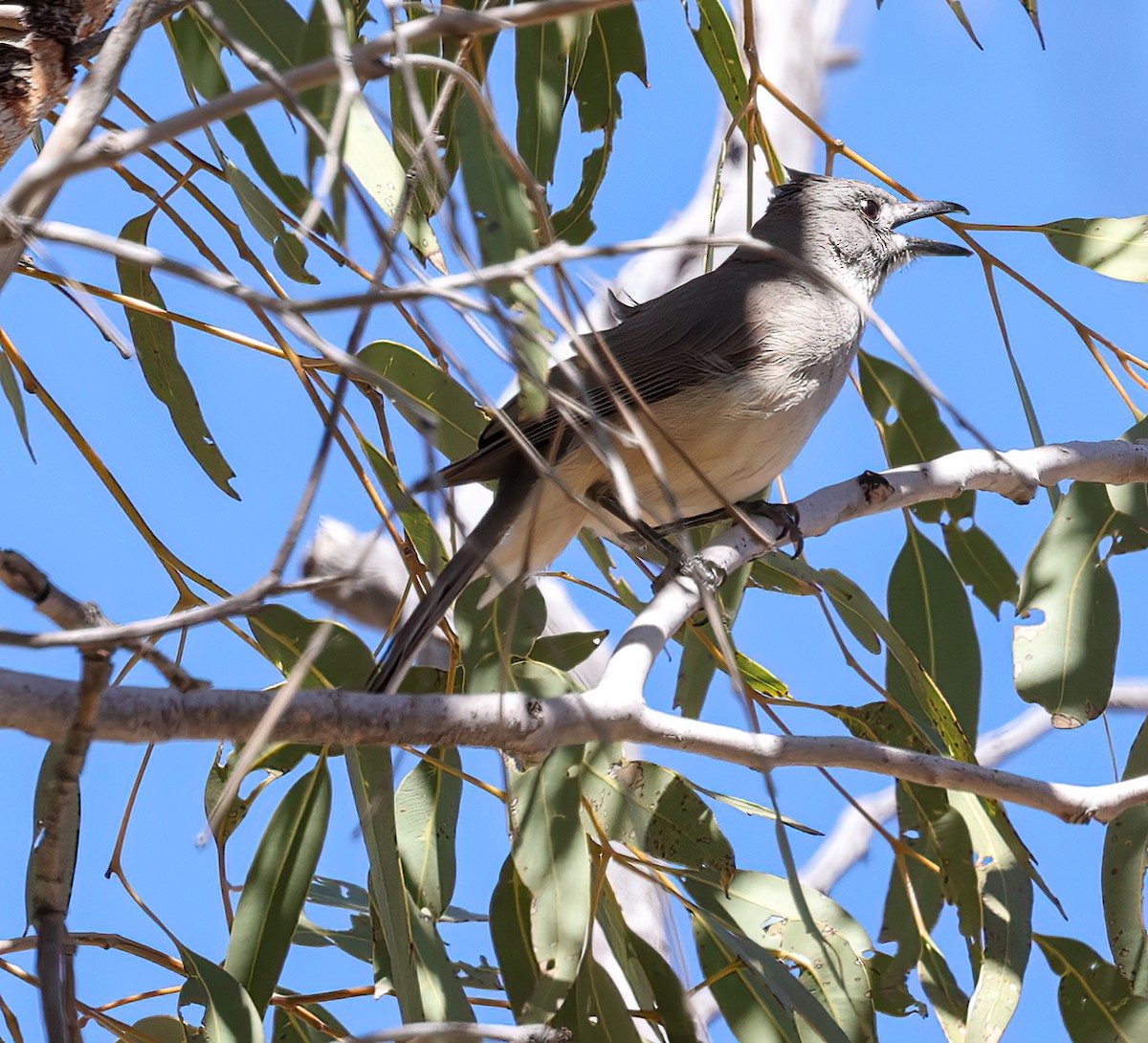 Серогрудый питуи - ML645600945