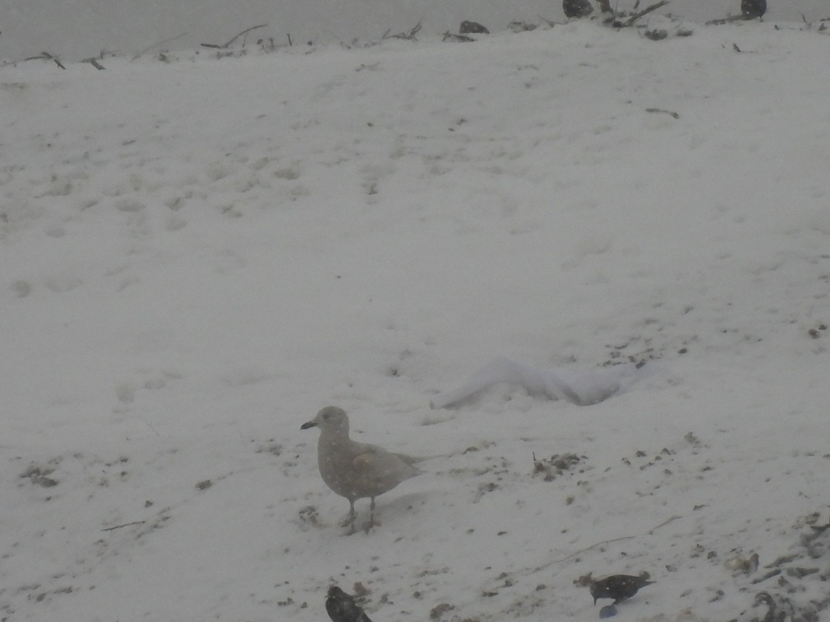 Полярная чайка - ML645600946