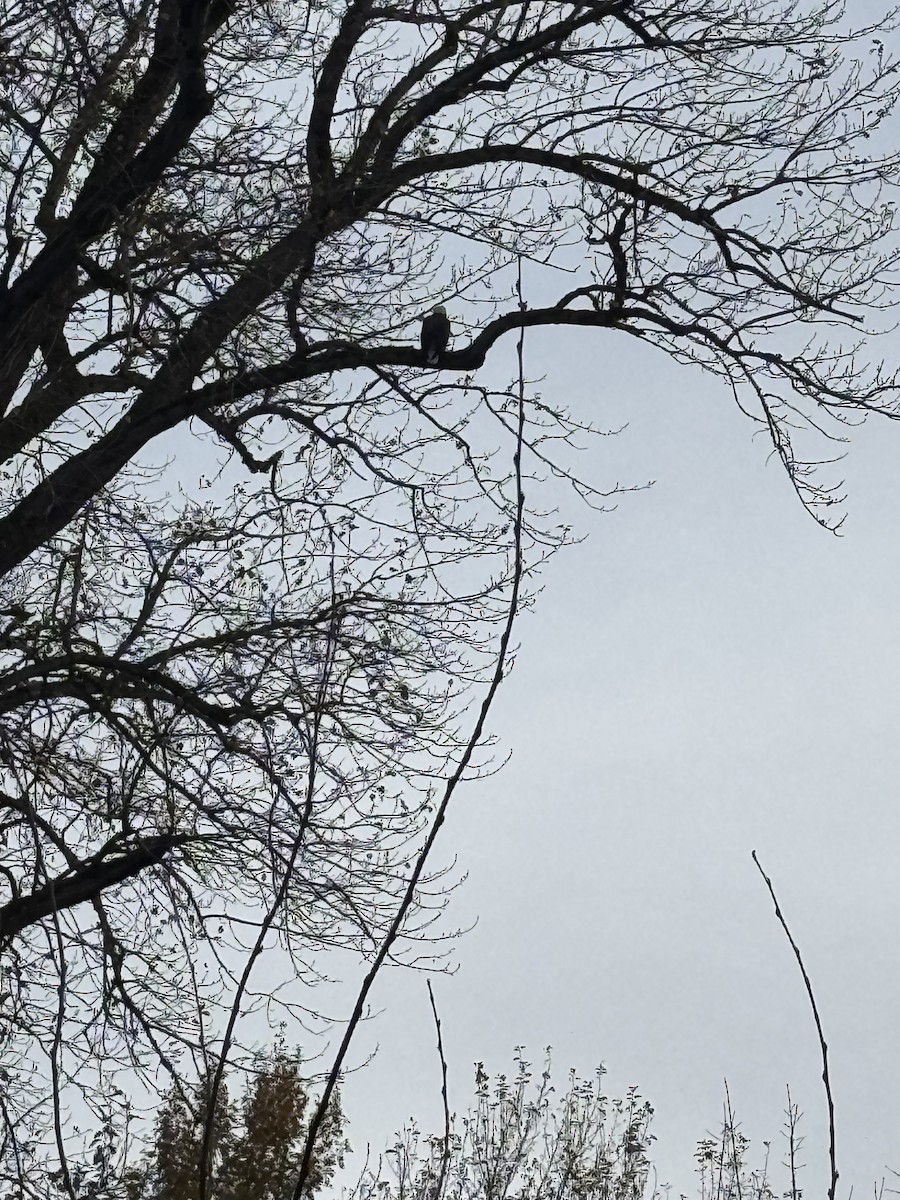 Белоголовый орлан - ML645600947