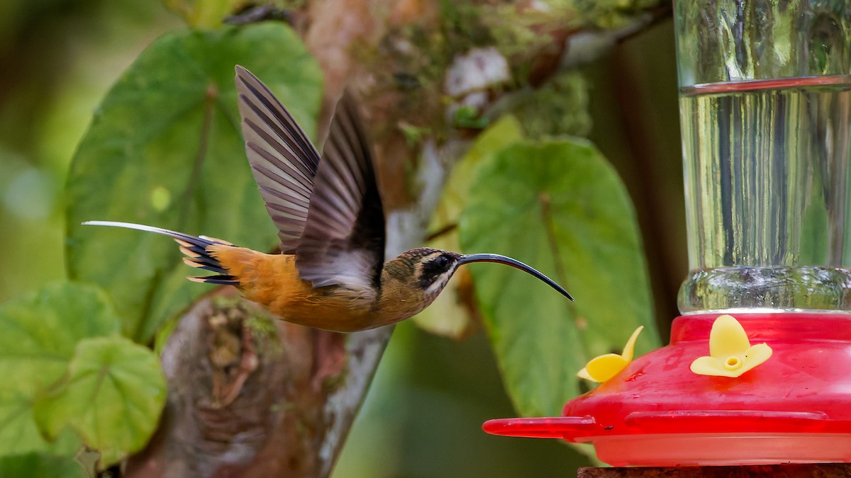 Ржавчатый колибри-отшельник - ML645600948