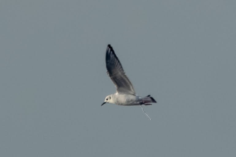 Бонапартова чайка - ML645600950