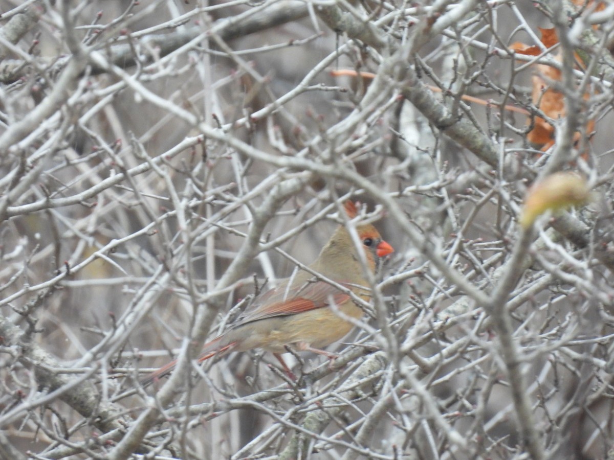 Красный кардинал - ML645600953