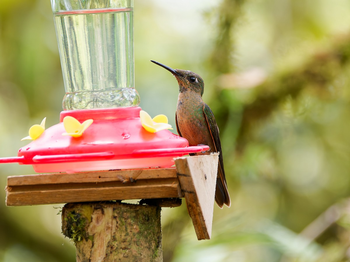 Буробрюхий бриллиант - ML645600954