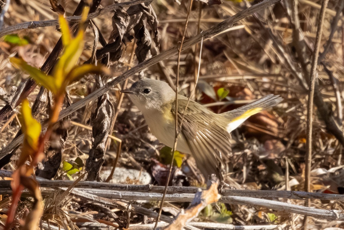 American Redstart - ML645600963