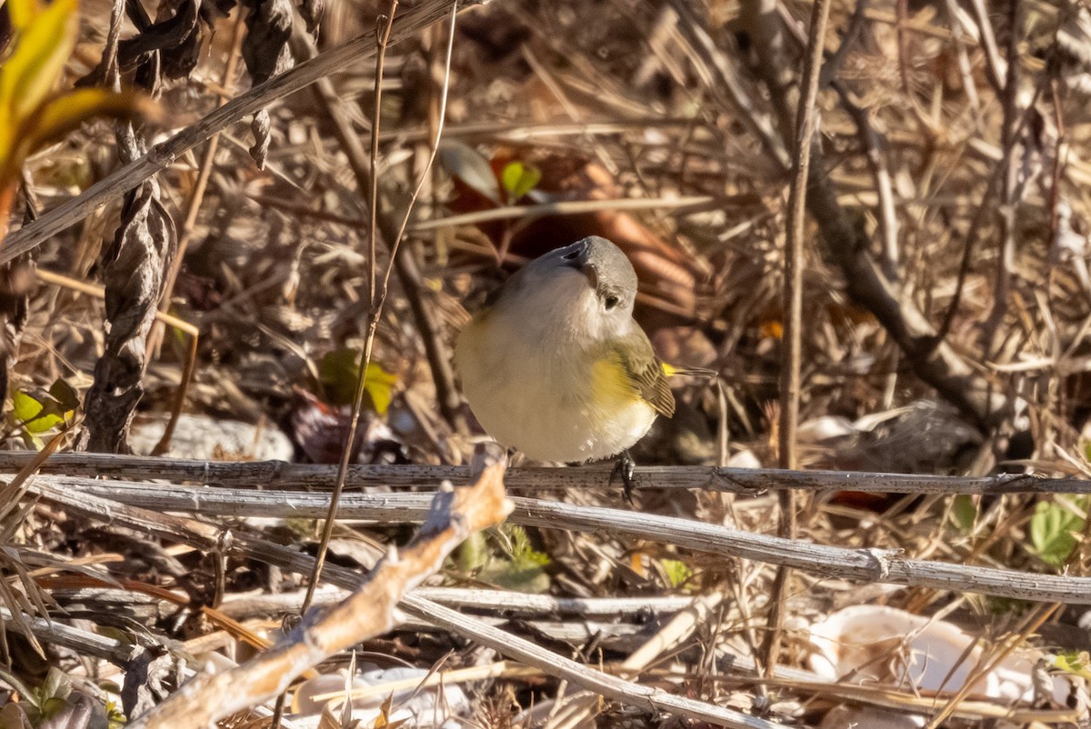 American Redstart - ML645600965