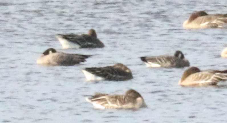 Cackling Goose (minima) - ML645600966