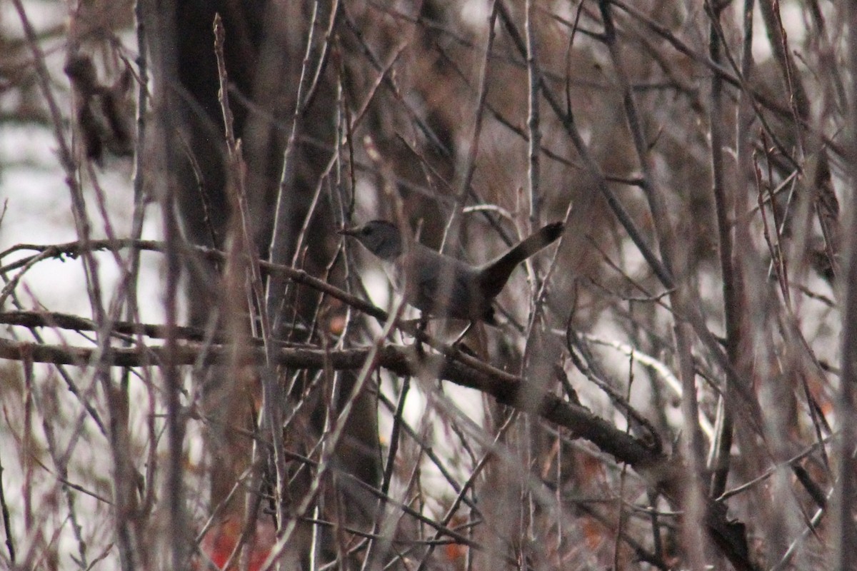 Gray Catbird - ML645600972