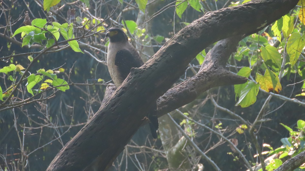 Crested Serpent-Eagle - ML645600979