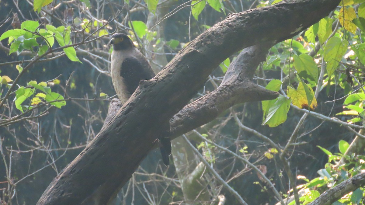 Crested Serpent-Eagle - ML645600980